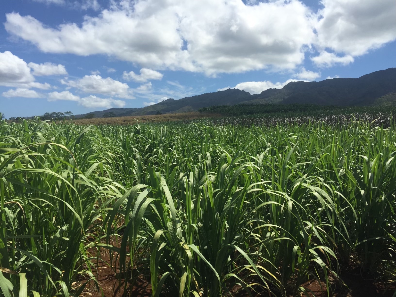 Ag Park at Kunia Celebrates 10th Anniversary Bayer United States